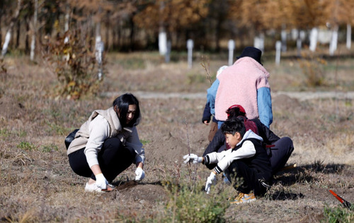 Хашаандаа мод тарихаар төлөвлөж байна уу?